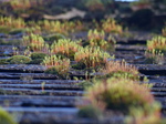 LZ00521 Moss on slate roof in St Fagans.jpg